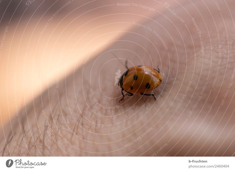 ladybugs Man Adults Skin Arm Beetle Observe Touch Movement Crawl Ladybird Point Good luck charm Nature Happy Garden Beautiful Calm Colour photo Exterior shot