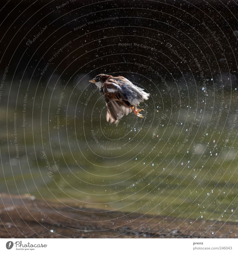 sparrow Animal Park Wild animal Bird Wing 1 Flying Gray Sparrow Floating Wet Water Drops of water Well Colour photo Exterior shot Deserted Morning Light