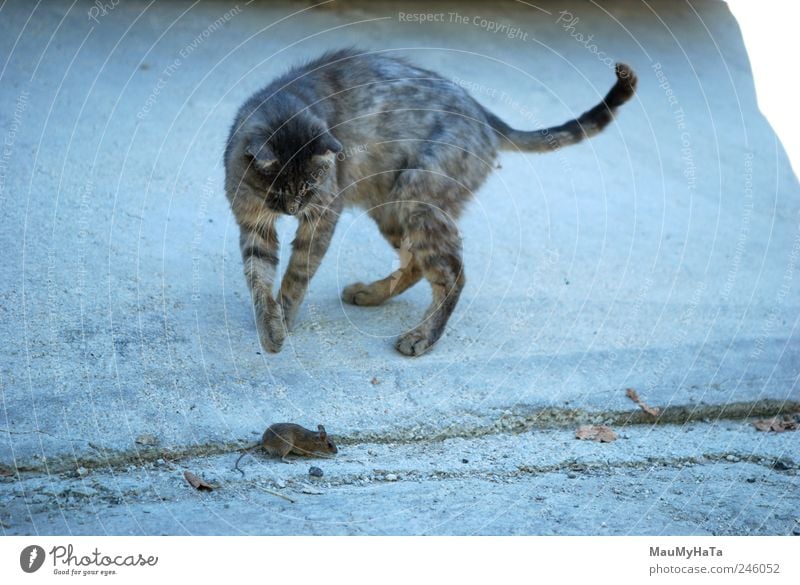 Cat and Mouse Animal Pet Paw Movement Aggression Blue Gray Death Anger Exterior shot Deserted Morning Central perspective Hunting To feed Street cat Free-living