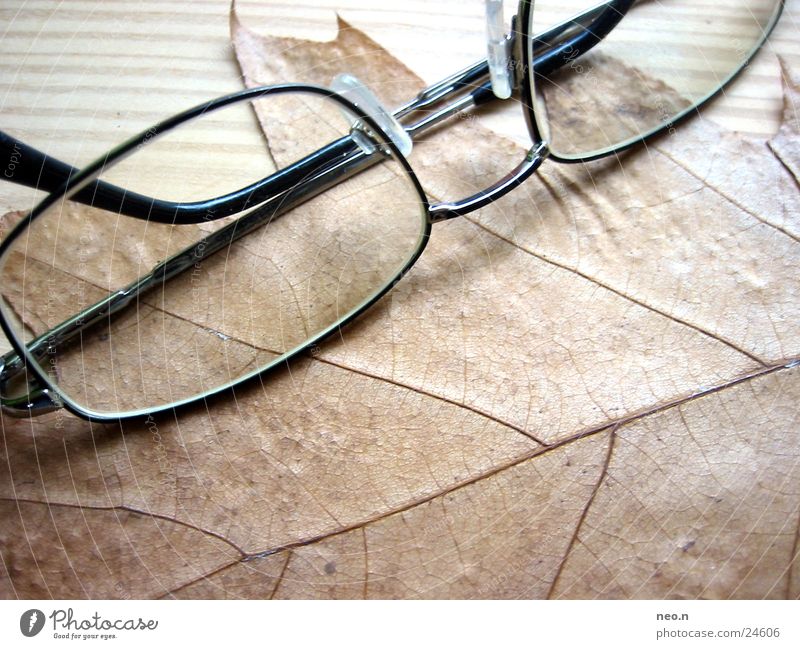 autumn glasses Nature Autumn Tree Leaf Eyeglasses Wood Natural Brown Intellectual Spectacle frame Maple tree Colour photo Interior shot Day Light