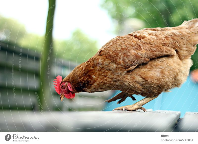 jump phase Summer Beautiful weather Farm animal Barn fowl 1 Animal Happiness Curiosity Interest Boredom Ease Colour photo Exterior shot Copy Space right