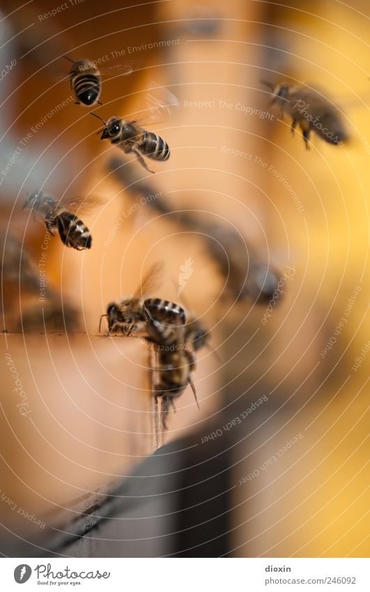 Busy Honey Bee-keeper Farm animal Beehive Insect Working man Group of animals Flock Flying Nature Diligent Buzz Collection Landing Departure Colour photo