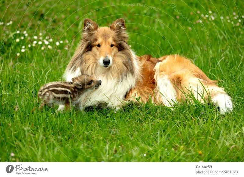 Freshman plays with Collie bitch Beautiful Playing Baby Friendship Nature Animal Spring Grass Meadow Pet Wild animal Dog 2 To enjoy Lie Small Funny Cute Brown