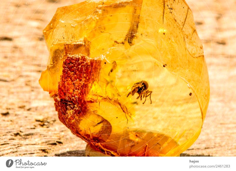 Amber with inclusion of a spider Nature Fashion Spider Old Yellow Inclusion Insect Close-up Macro (Extreme close-up) Baltic Resin Medication lithotherapy