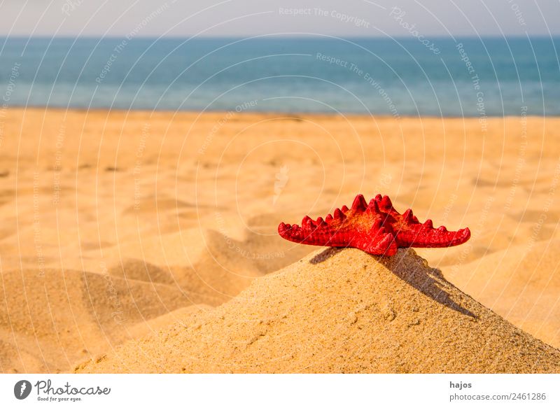 red starfish on the beach Vacation & Travel Summer Beach Sand Beautiful weather Baltic Sea Blue Yellow Red Starfish Sky Ocean Kü Water Travel photography