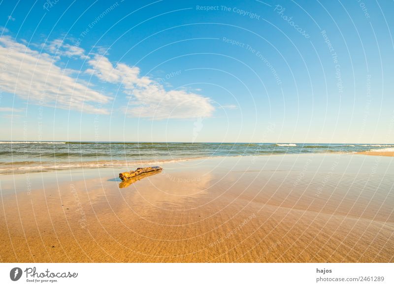 Driftwood on the beach Vacation & Travel Summer Beach Sand Baltic Sea Tourism Ocean Surf Waves Sky Blue Clouds Weather Beautiful Empty Lonely vacation holidays