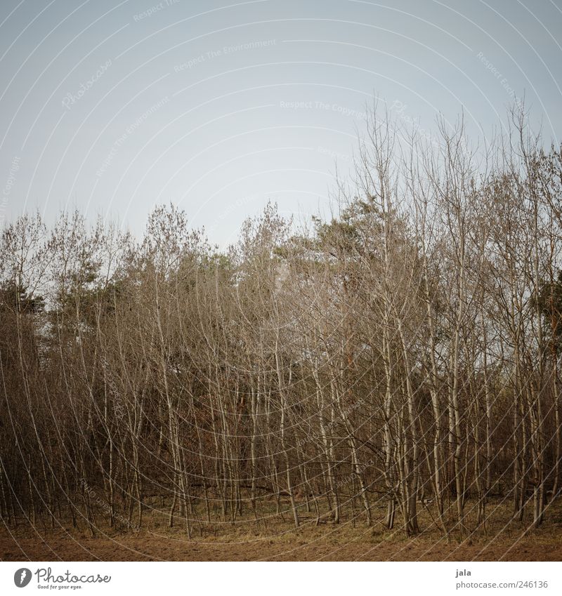 branches Environment Nature Landscape Plant Sky Tree Natural Gloomy Blue Brown Colour photo Exterior shot Deserted Copy Space top Day