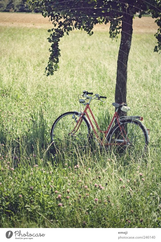 Bicycle scored, with heart Nature Landscape Summer Beautiful weather Tree Grass Field Green Relaxation Break Natural Movement Colour photo Exterior shot