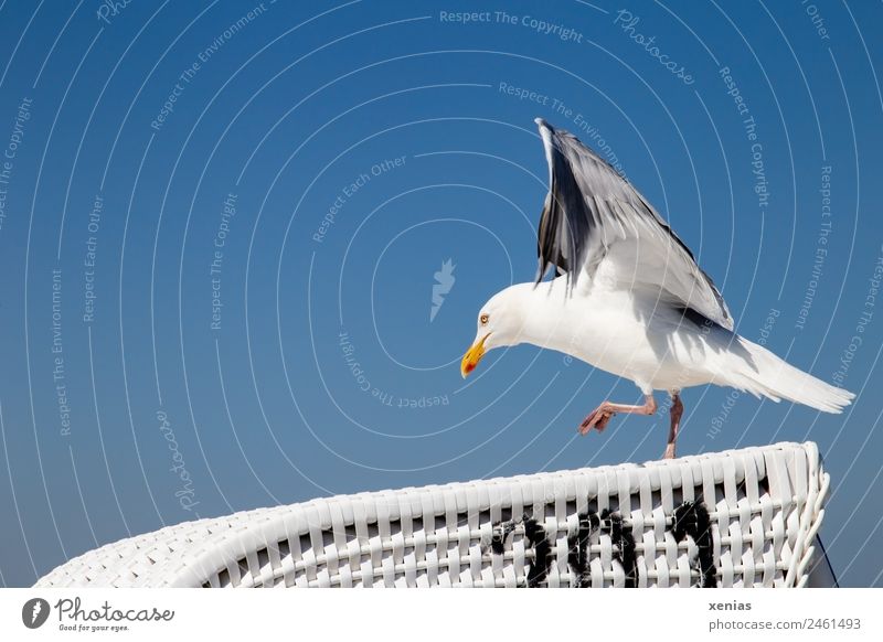 Runway free for a seagull on a wicker beach chair in front of a blue sky birds Seagull Sky Cloudless sky Beach Animal Wild animal Silvery gull Walking Blue