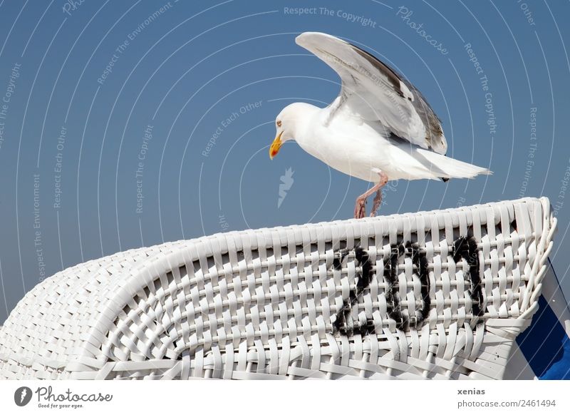 Landing place 201 of a seagull in front of a blue sky Seagull Silvery gull Sky Cloudless sky Coast Beach Animal Wild animal birds Flying Walking Blue Black