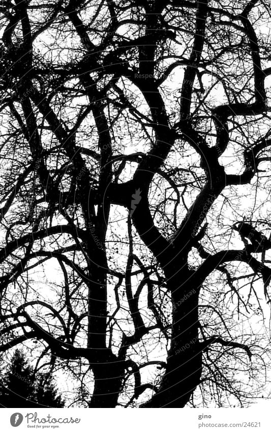 tree net Tree Autumn Branched Black & white photo Nature