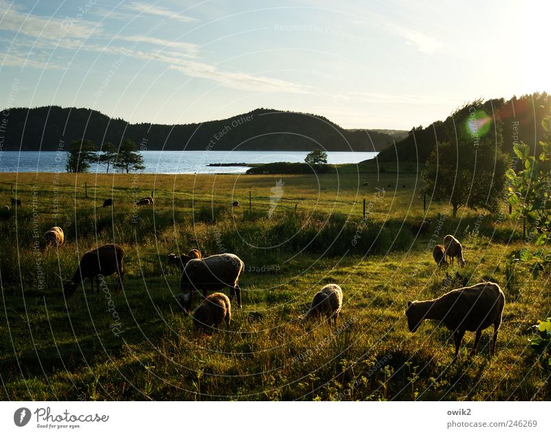 pastoral Environment Nature Landscape Plant Animal Water Sky Clouds Horizon Climate Beautiful weather Tree Bushes Meadow coast Island Bohuslän Northern Europe