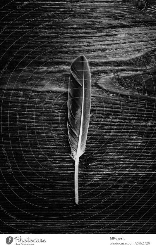 natural structures Nature Esthetic Feather Wood Structures and shapes Surface structure Quill Black & white photo Close-up