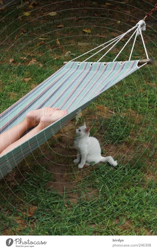 Waiting for the right moment... Relaxation Summer Legs Feet 1 Human being Pet Cat Animal Lie Brash Curiosity Comfortable Hammock Garden white cat