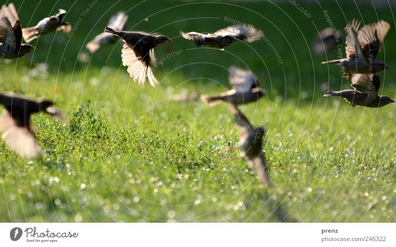 sparrows in the park Nature Landscape Plant Animal Park Meadow Wild animal Bird Wing Group of animals Flock Flying Gray Green Sparrow Floating Many Grass