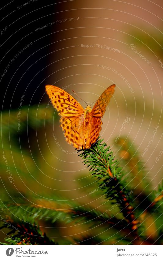 beautiful life Nature Plant Summer Beautiful weather Tree Animal Farm animal Butterfly 1 Silver-washed fritillary Colour photo Exterior shot Close-up Deserted