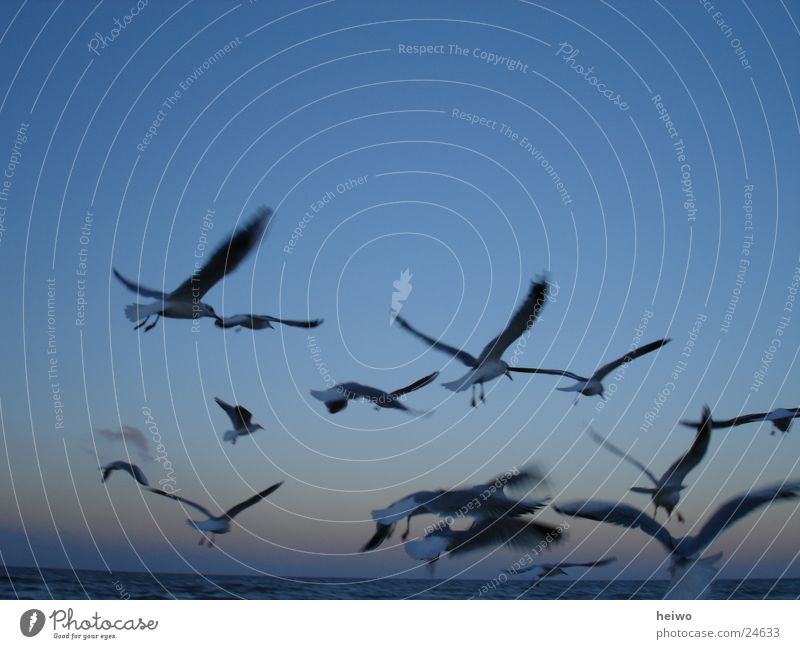 in the sky Seagull Bird Horizon Sky Baltic Sea Blue Movement Flying in flight Flight of the birds