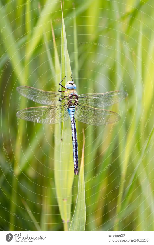 Biocopter III Nature Plant Animal Common Reed Lakeside River bank Wild animal Insect Dragonfly 1 Sit Near Natural Blue Green Resting place Close-up