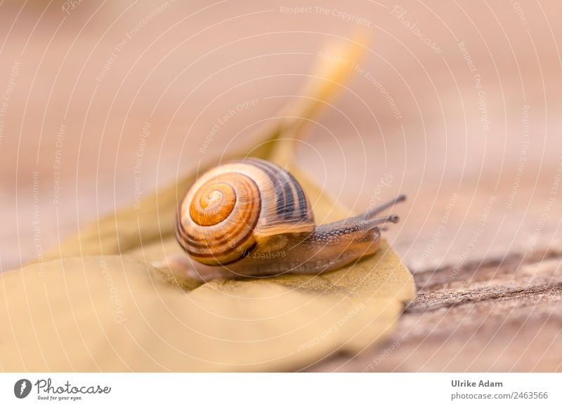 snail Nature Animal Spring Summer Autumn Leaf Snail Snail shell Insect 1 Brown Love of animals Caution Speed Mobility Target Lateral fold lizards Crawl Slowly