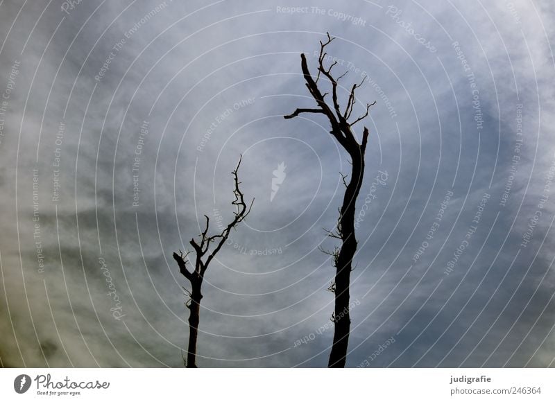 western beach Environment Nature Landscape Sky Clouds Climate Plant Tree Coast Darss Western Beach Cold Natural Thorny Wild Moody Death Environmental pollution