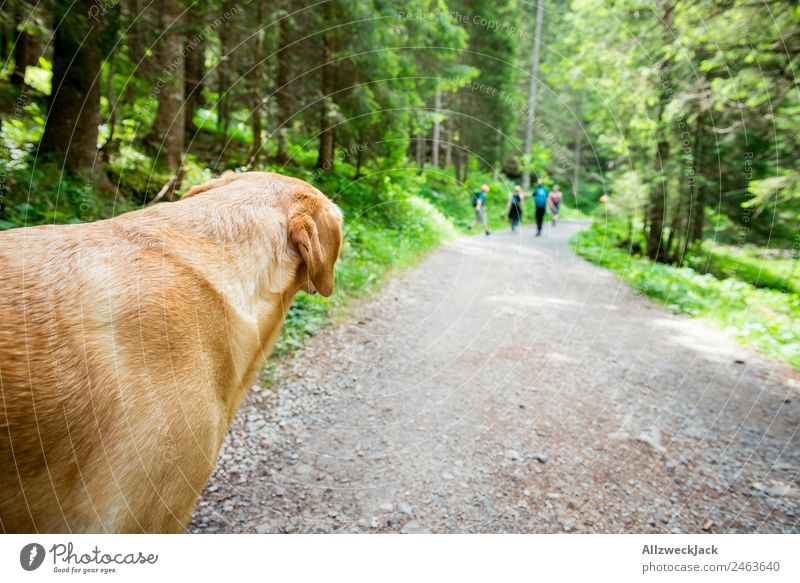 Dog looks after group of people on hike daylight Beautiful weather Nature Green trees Forest mountains Idyll vacation Travel photography Hiking backpacking