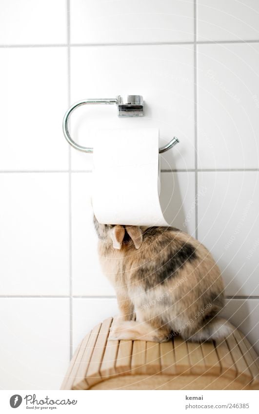 Helmut becomes housebroken Living or residing Flat (apartment) Bathroom toilet roll Toilet paper Toilet paper holder Tile Animal Pet Pelt Paw