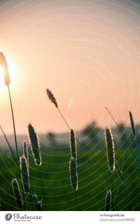 sun worshippers Environment Nature Landscape Plant Air Sky Cloudless sky Sun Sunrise Sunset Sunlight Spring Summer Beautiful weather Grass Meadow Field Growth