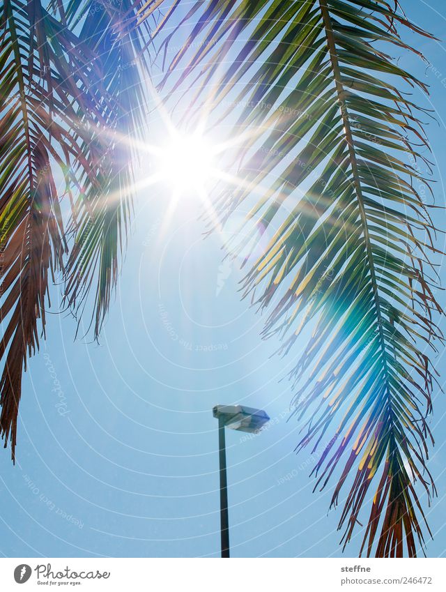 holiday period Cloudless sky Sun Sunlight Summer Beautiful weather Tree Exotic Palm tree Palm frond Hot Vacation & Travel Lantern Colour photo Exterior shot