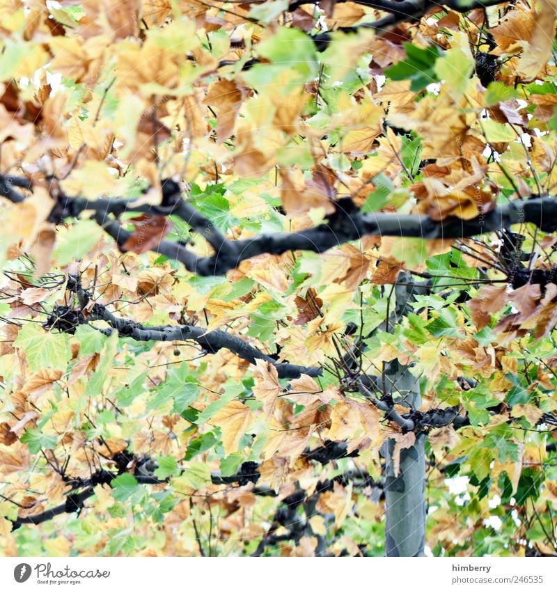 leaf salad Gardening Art Environment Nature Landscape Autumn Tree Leaf Park Forest Uniqueness Yellow Green Design Freedom Leisure and hobbies Contentment Idea