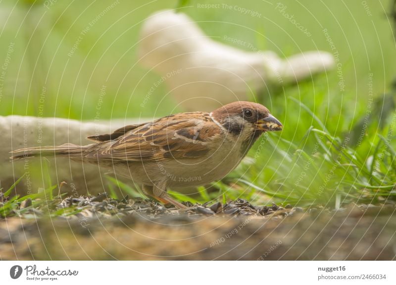 sparrow Environment Nature Plant Animal Spring Summer Autumn Beautiful weather Grass Foliage plant Garden Park Meadow Field Forest Wild animal Bird Animal face