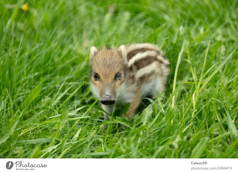 Fresh boar with stripes Beautiful Baby Nature Animal Spring Grass Meadow Wild animal 1 Baby animal Small Cute Brown Green White Boar youthful Young boar Piglet