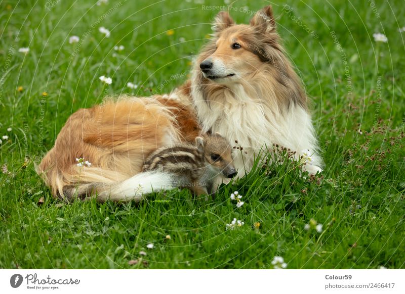 Collie bitch with newbie Beautiful Playing Baby Friendship Nature Animal Spring Grass Meadow Wild animal Dog 2 Pair of animals Baby animal Lie Small Funny Cute