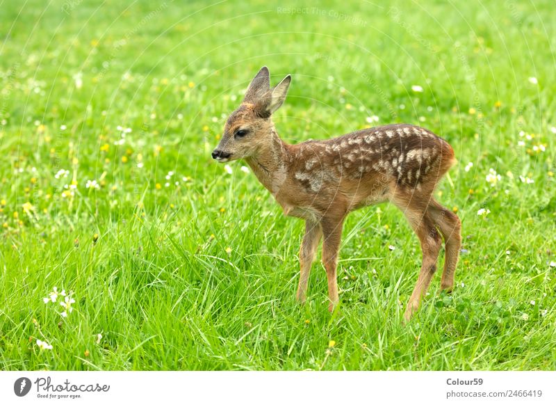 fawn Beautiful Summer Baby Nature Animal Spring Grass Park Meadow Field Wild animal 1 Baby animal Stand Cute Brown Green Deer youthful Mammal Bambi odocileus