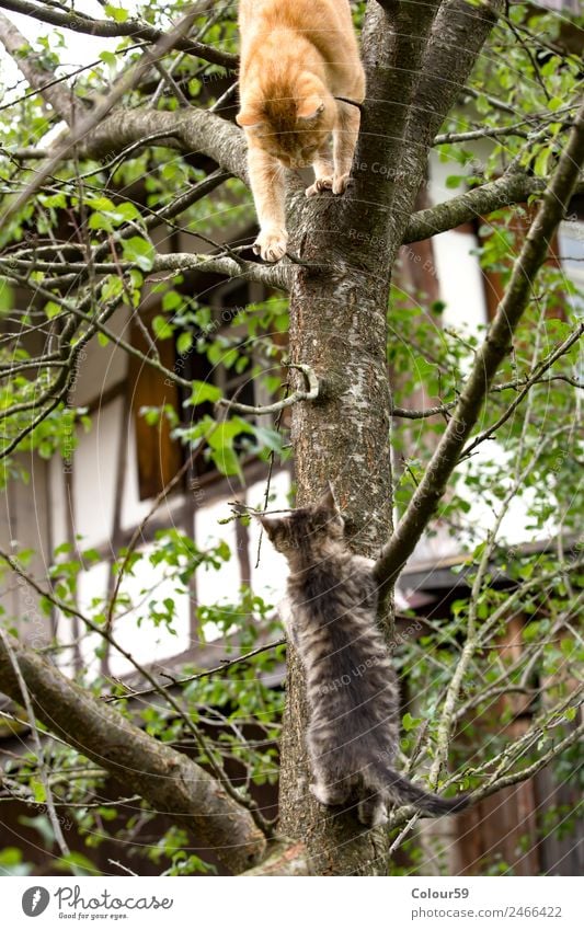 Playing cats Climbing Mountaineering Nature Animal Tree Pelt Pet Cat 2 Baby animal Observe Crawl Together Funny Curiosity Cute Above Gray Red Interest Kitten