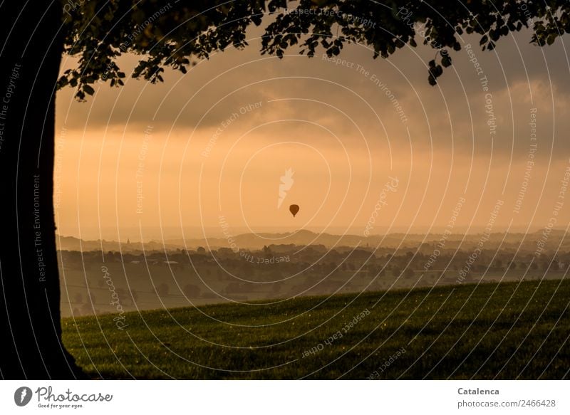 700 X released to freedom|tree silhouette in foreground, red hot air balloon floating in evening sky Landscape Plant Sky Clouds Horizon Sunrise Sunset Summer