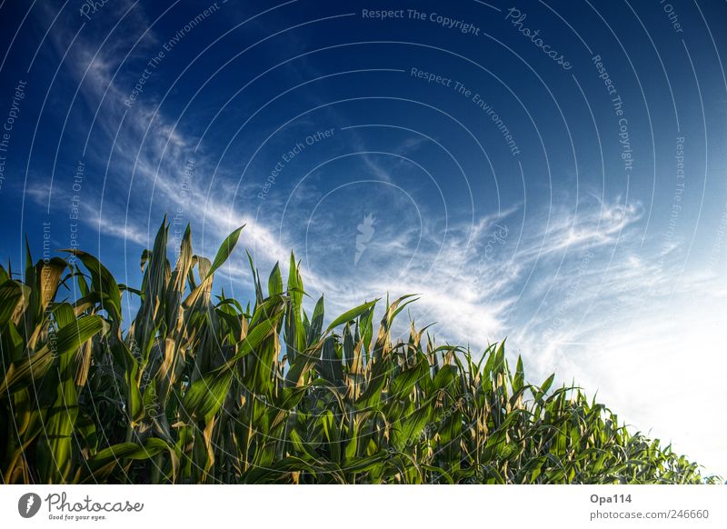 maize field Environment Nature Landscape Plant Animal Sky Clouds Sun Sunlight Summer Beautiful weather Agricultural crop Field Blossoming Illuminate Growth
