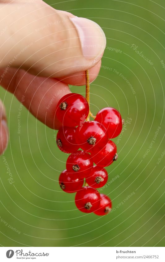 Red Currants Food Fruit Organic produce Man Adults Hand Fingers Eating To hold on Fresh Healthy Green Redcurrant Blossom Garden Pick Mature Sour Colour photo