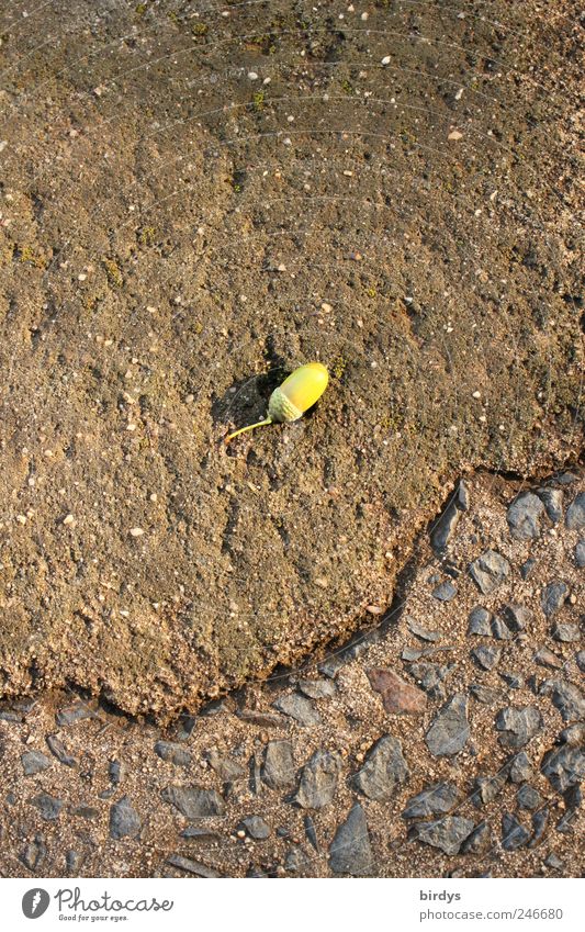 acorn find Street Lie Wait Discover Change Acorn Asphalt corrupted Individual Loneliness 1 Concrete Weathered Small Warm light Colour photo Subdued colour