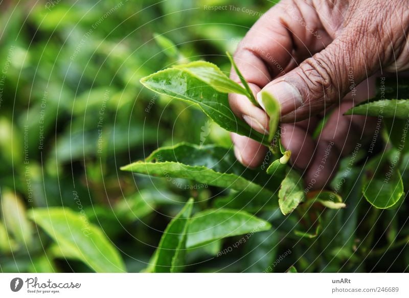 tea leaves Hand Fingers 1 Human being 45 - 60 years Adults Plant Bushes Leaf Agricultural crop Green Colour photo Close-up Copy Space left Day