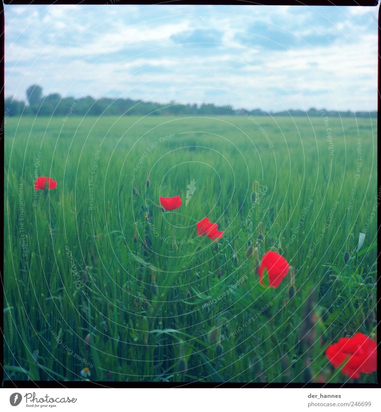 A little spin Environment Nature Sky Clouds Storm clouds Summer Beautiful weather Wind Plant Flower Grass Leaf Blossom Foliage plant Agricultural crop