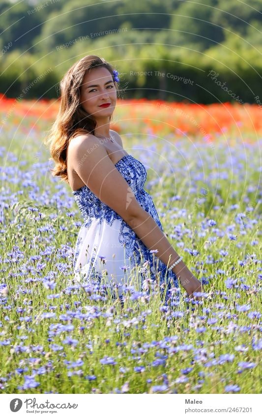 In the cornflower field Cornflower Woman Youth (Young adults) Young woman Daisy Family Field Girl Blue Background picture Beautiful Blossom Bouquet Colour Day