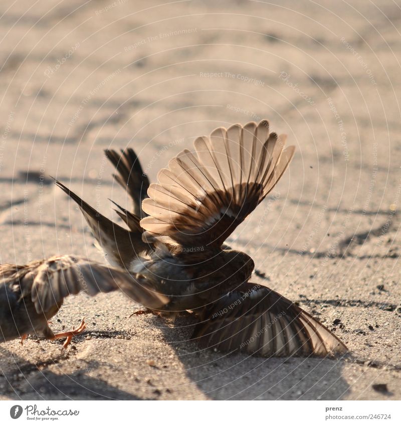 scuffling Animal Wild animal Bird Wing 3 Fight Playing Brown Gray Sparrow Judder Footpath Back-light Translucent Colour photo Exterior shot Evening