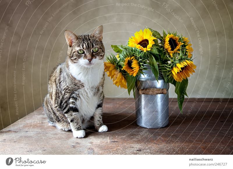 Cat with sunflowers Nature Plant Summer Flower Blossom Sunflower Animal Pet 1 Milk churn Wood Metal Observe Sit Esthetic Brown Yellow Gold Silver Still Life