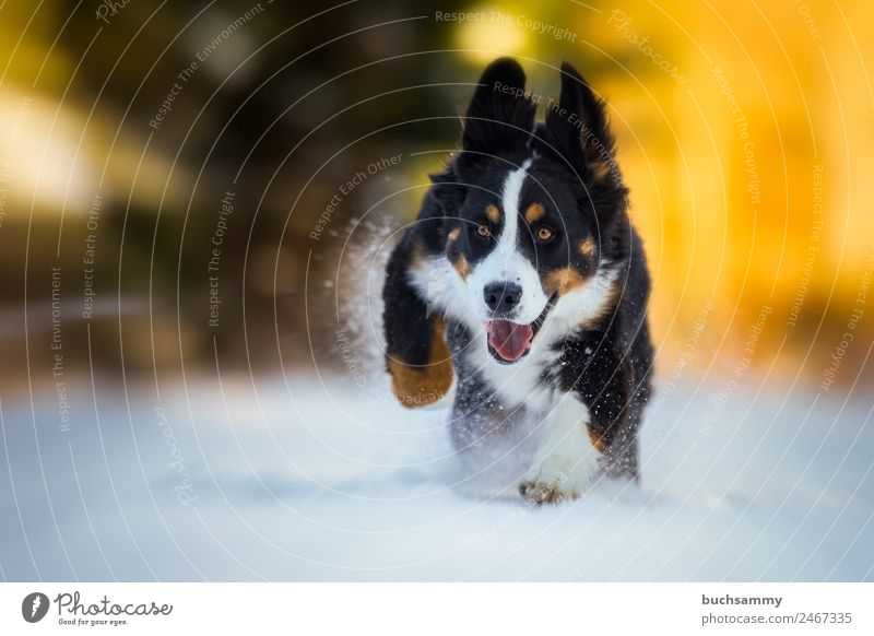 young-bernese-mountain-dog-in-the-snow-a-royalty-free-stock-photo