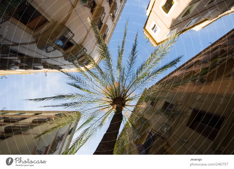 southern comfort Vacation & Travel City trip Summer vacation Sky Palm tree Barcelona Spain Downtown Populated House (Residential Structure) Building