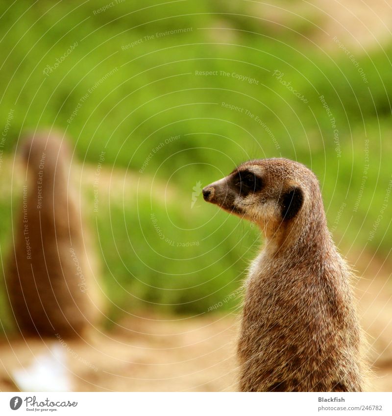 A meerkat looks to the side Hunting Trip Freedom Safari Expedition Nature Animal Earth Grass Animal face Pelt Zoo 1 2 Looking Stand Painting (action, work) Cute