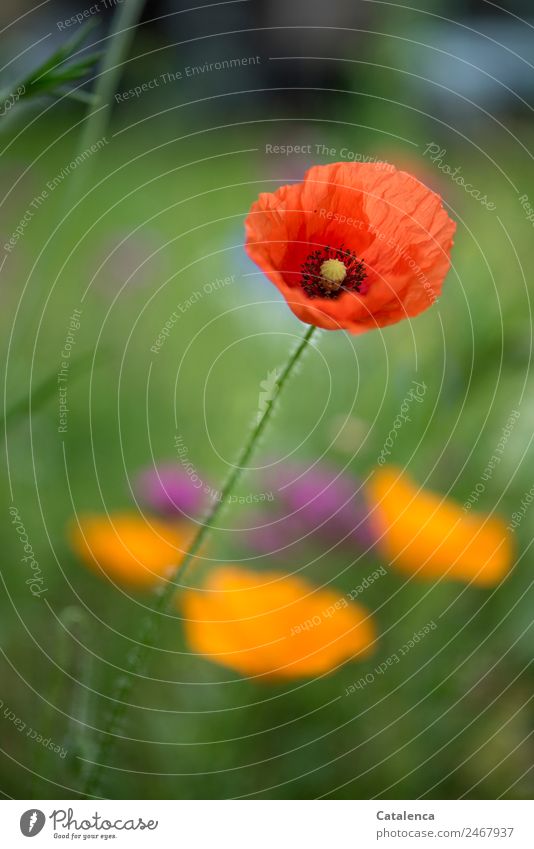 Tuesday poppy, orange and red Nature Plant Summer Flower Grass Leaf Blossom Poppy blossom Corn poppy Garden Meadow Blossoming pretty Green Violet Orange Red