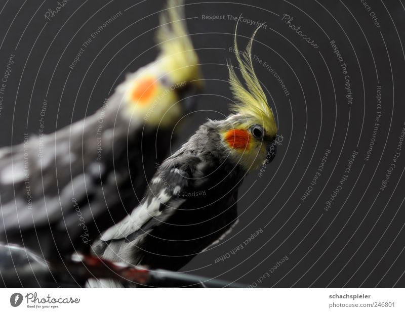 Mirror, mirror on the wall Animal Bird Parakeet 1 Beautiful Yellow Gray Red Love of animals Conceited nymphicus hollandicus Parrots Cockatoo Feather pet