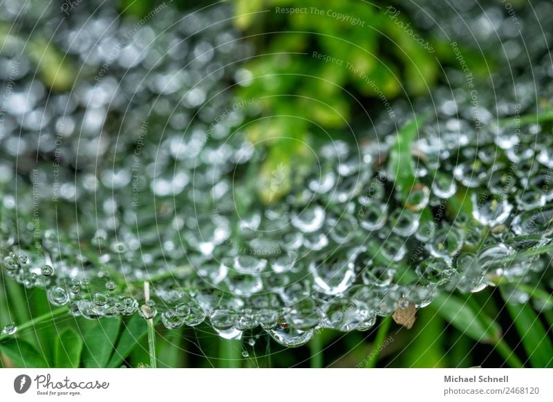 Drops in the spider's web Environment Nature Water Drops of water Fluid Wet Natural Green Dew Colour photo Exterior shot Close-up Macro (Extreme close-up)