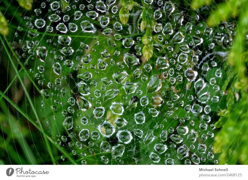 Drops in the spider's web Environment Nature Water Drops of water Rain Grass Meadow Fluid Wet Natural Green Dew Colour photo Exterior shot Close-up